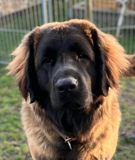 Cosima vom Lonetal 5